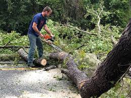 How Our Tree Care Process Works  in Freemansburg, PA